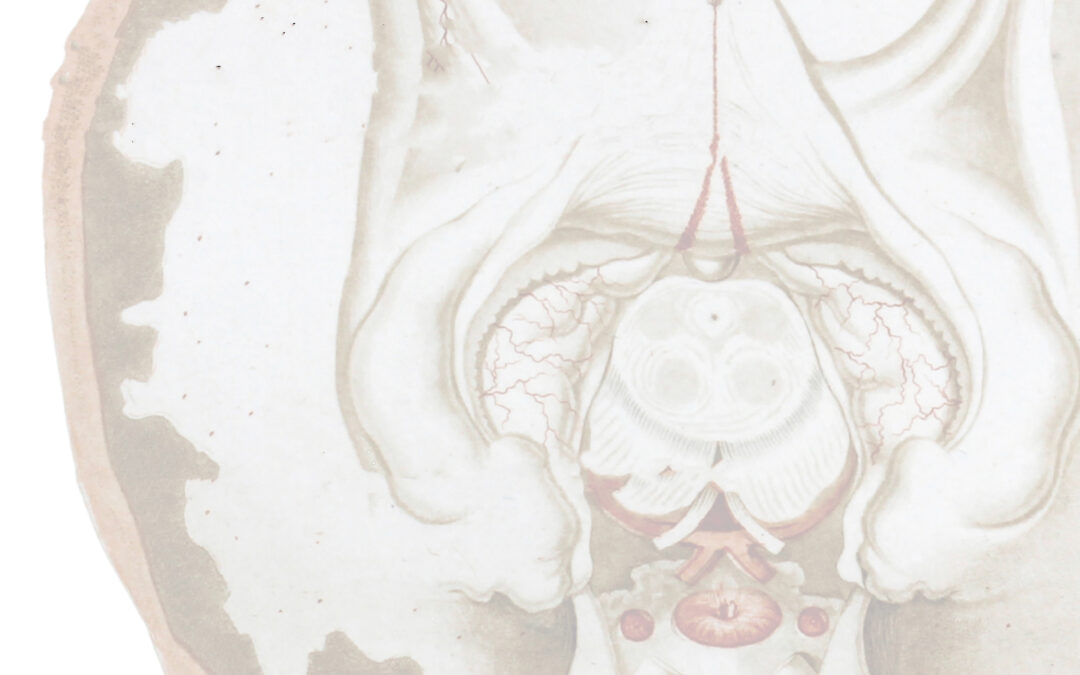 Diplomado de Neuroanatomia Funcional con Orientación Clínica. En línea